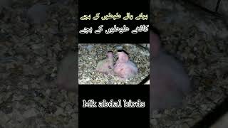 Raw Baby Parrot For Sale In Lahore