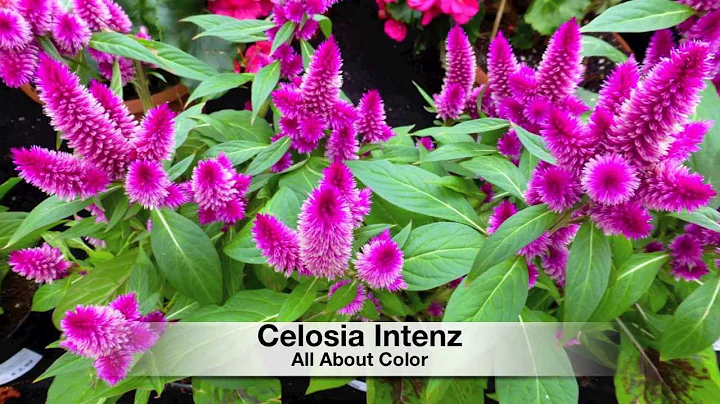 QR Celosia Intenz