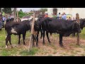 FEIRA DO GADO IBIAPINA CEARÁ 17/05/26