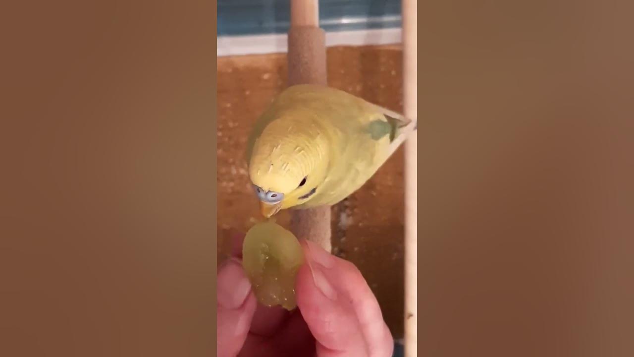 Budgie eating and enjoying grapes YouTube