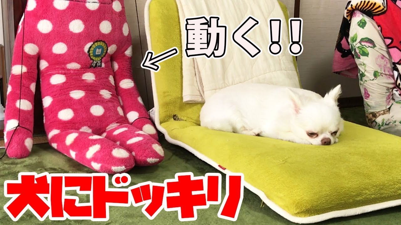 犬にぬいぐるみが突然動くドッキリしてみた Dog Prank Youtube 犬にぬいぐるみが突然動くドッキリしてみた Dog Prank Youtube