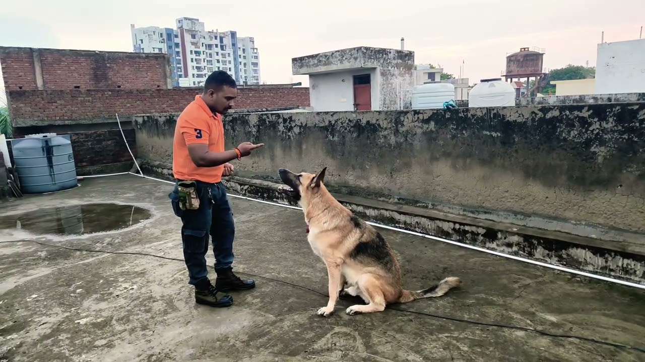 Smart German shepherd Bruno ♥️ 