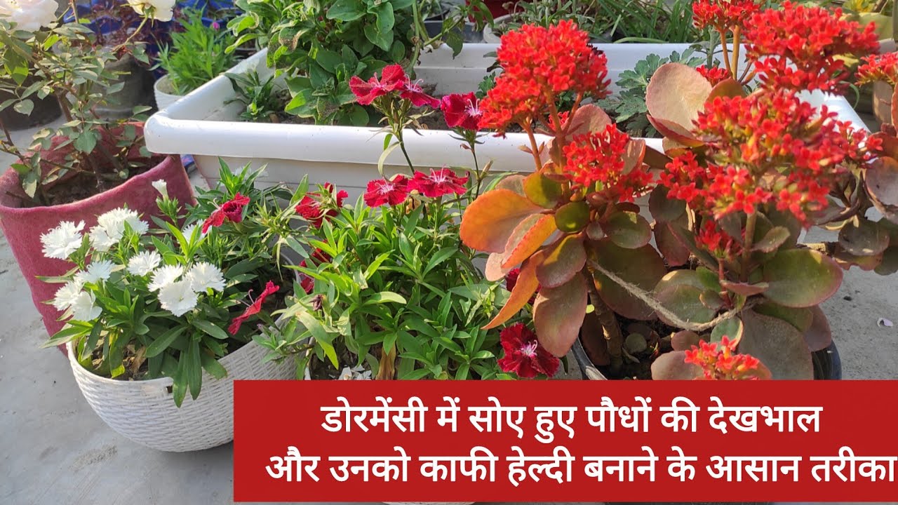  डोरमेंसी में सोए हुए पौधों को कैसे जगाए