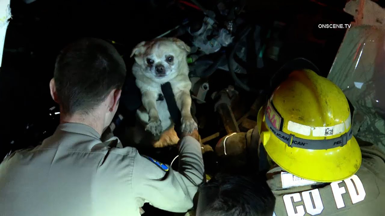 Dog and Driver Rescued after being Trapped over Hour in Semi - YouTube