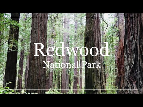 【アメリカ旅Vlog】Family Road Trip - Day4 世界遺産レッドウッド国立公園