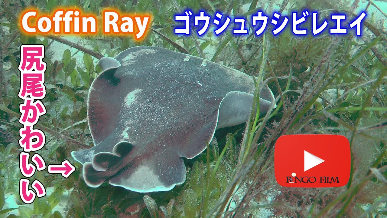 Coffin Ray ナンフィッシュ Australian Numbfish ゴウシュウシビレエイ Australia esperance
