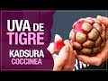 Kadsura Coccinea ou Uva de Tigre, uma fruta exótica e rara