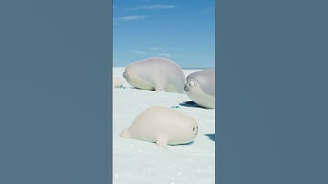 Mom??? Dad??? #031 #SEALOOK #shorts