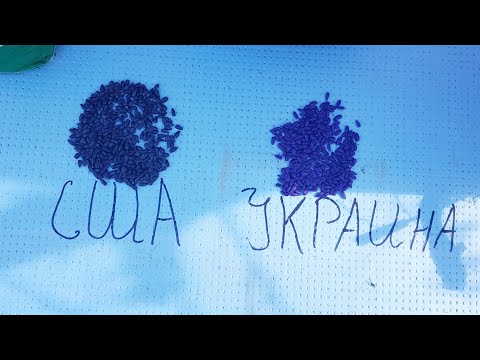 "Зачем ты это сеишь, купи нормальные семена." Обзор на семена подсолнечника по комментариям зрителя