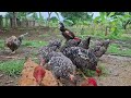 Chocadeira caseira de isopor e fizemos ovoscopia