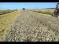 Claas consul- akcja pszenica ozima