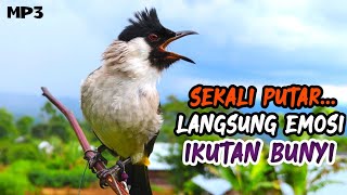 Suara Kutilang Gacor Terbaru Volume Keras Dan Jernih Cocok Untuk Pancingan