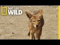 Jackal on the Hunt | Gangster Jackals