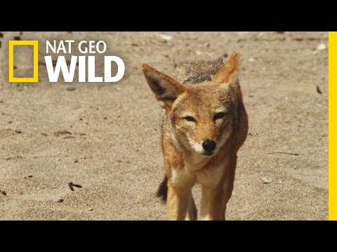 Jackal on the Hunt | Gangster Jackals