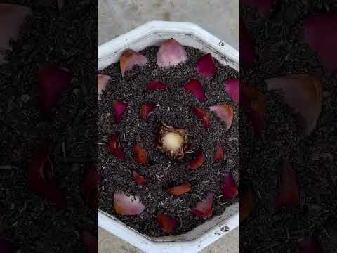 Video: Peony-Leaf Voodoo Lily Plants - Իմացեք Վուդու Շուշանի մասին Քաջվարդի տերևներով