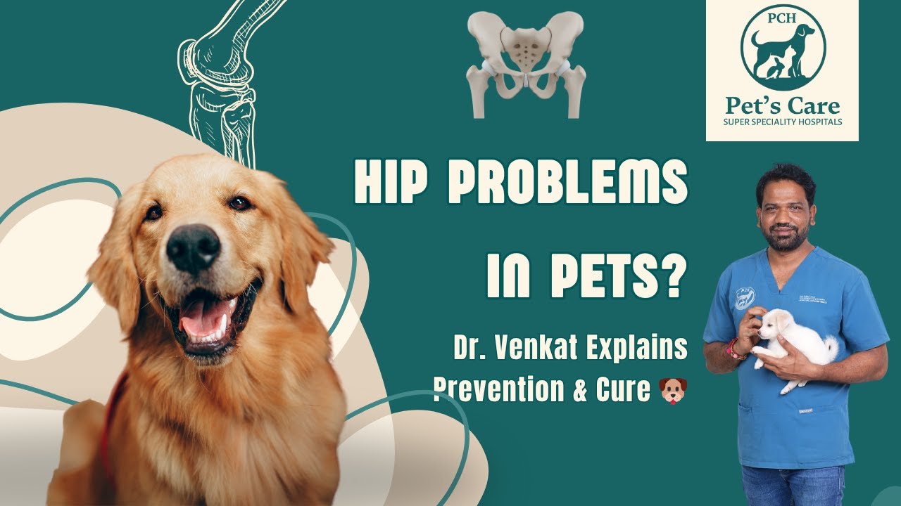 Dr. Venkat on Hip Problems in Pets | Prevention Tips & Advanced Treatments | Pets Care Hospital