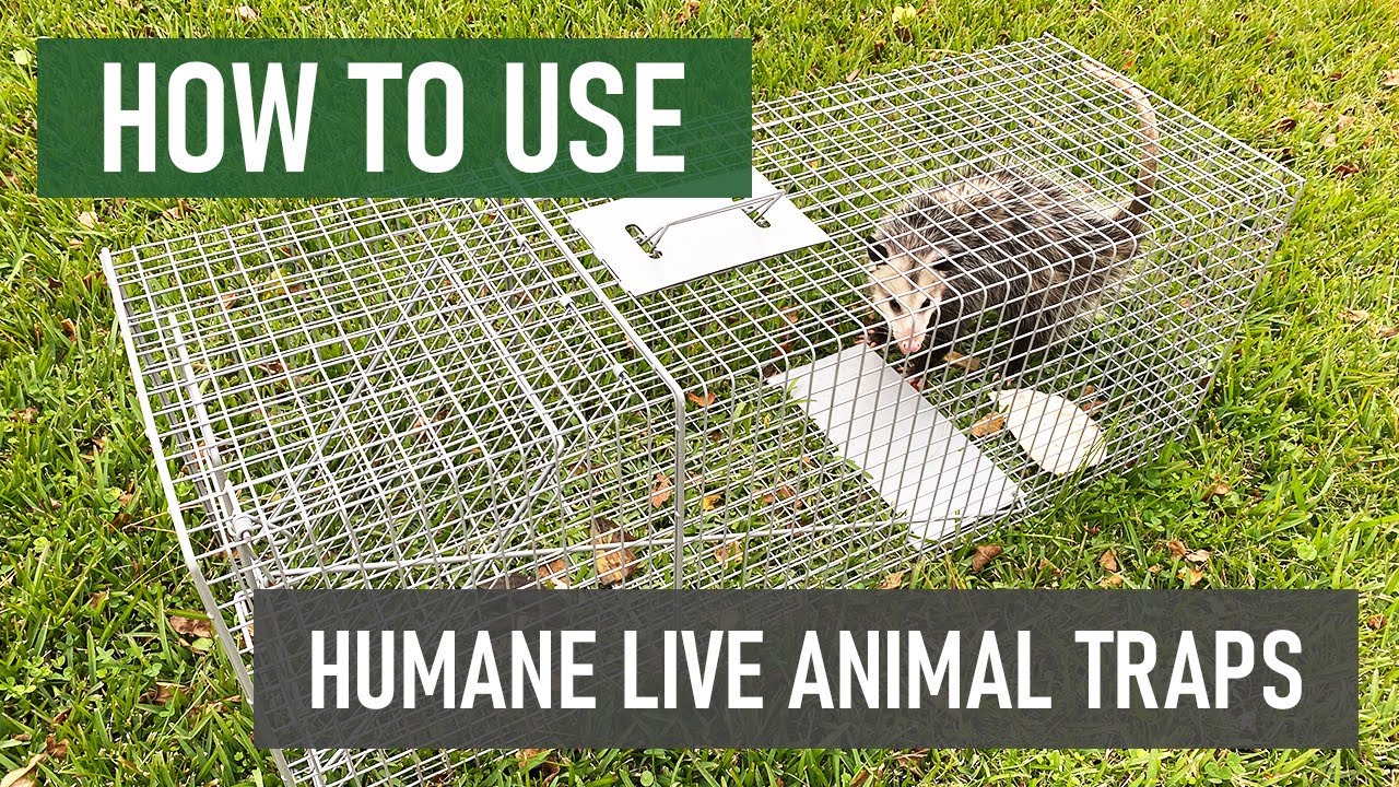 Havahart. 1079 Live Animal Professional-Style One-Door Raccoon, Groundhog,  Opossum, and Stray Cat Cage Trap Limited Edition