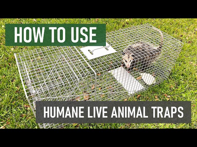 Humane Live Animal Trap