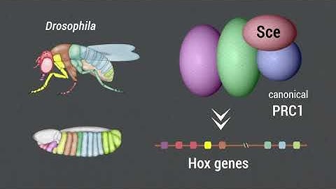 Polycomb group proteins in Drosophila embryogenesis