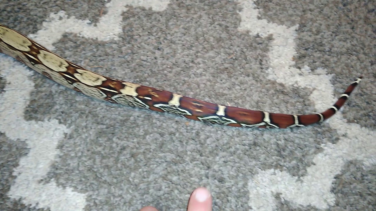 snake oil New guyana boa constrictor update!