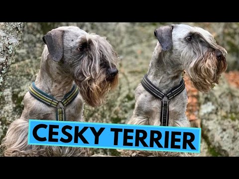 Video: Cesky Terrier Hunderase Hypoallergenic, Health And Life Span