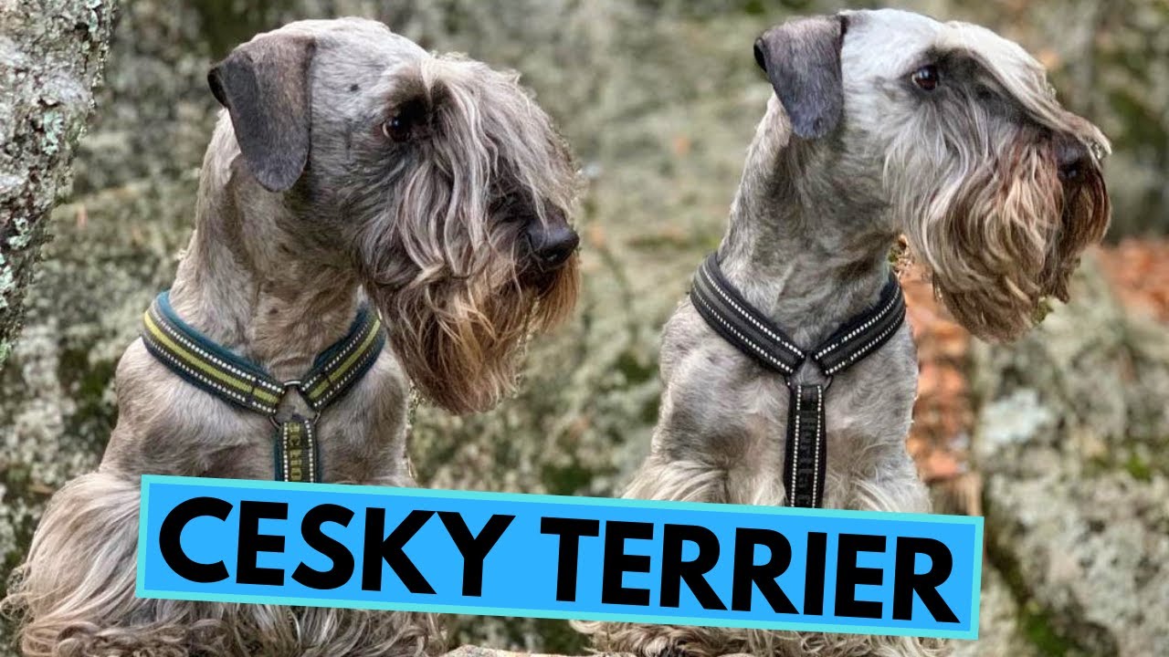 Cesky Terrier - TOP 10 Interesting Facts