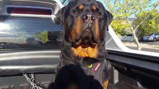 Must love Rottweiler by LIFE OF KODA 40,393 views 6 years ago 45 seconds