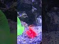 Electric Scallop — nature’s living light show