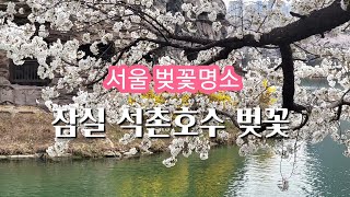 《서울벚꽃명소》만개한 잠실 석촌호수 벚꽃길 산책 Cherry blossoms at Seokchon Lake in Jamsil, Seoul
