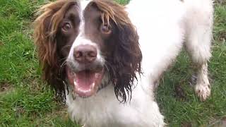 Springer Spaniel Stan. @DogtrainersUK