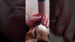 إطعام فراخ الحمام بشكل يدوي  - hand feeding baby pigeon