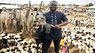 Inside the Biggest livestock market in Ghana| Choosing the right breed of goat, sheep and cow