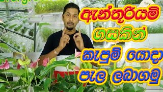 How to get plants from anthurium ඇන්තූරියමි ගසකින් කැපුම් යොදා පැල ලබාගමු.