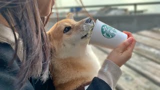 (ENG Sub) Coffee with Puppy at the first Starbucks in the World