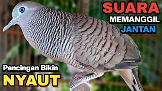 Perkutut Lokal Gacor Suara Besar Pancingan Burung Perkutut Agar Cepat Bunyi