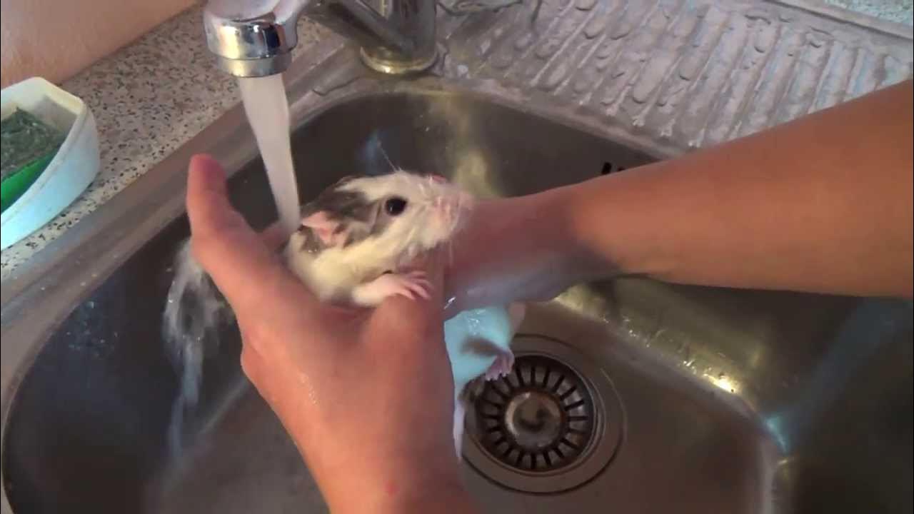 Нужно мыть крыс. Купание грызунов. Ванные процедуры для крыс.