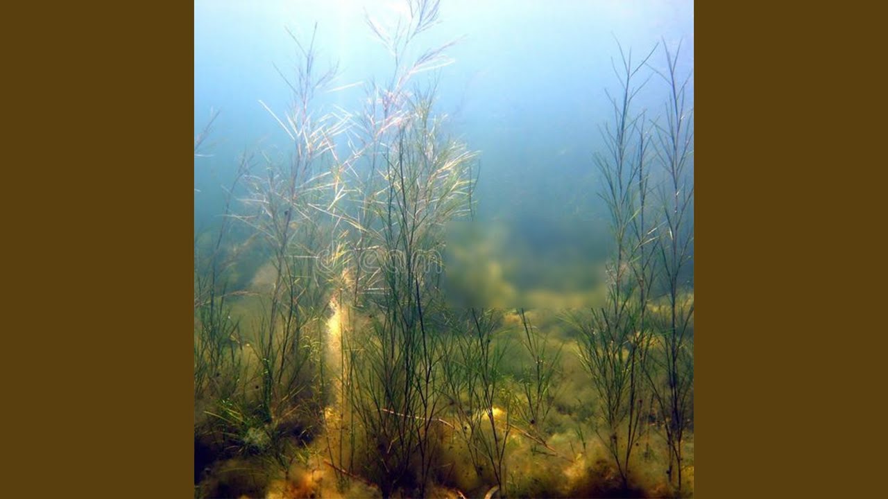 rosy's aqua garden of pure love and ecstasy