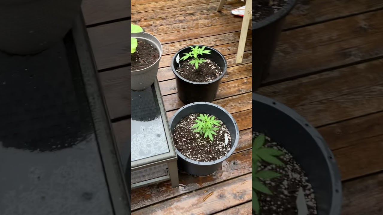 Going through the outdoor auto run niagra seed bank Canada