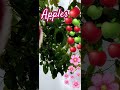 🍎Você que lute; a receita tá aqui ó?! #tortademaçãamericana #pinklady#sobremesa#doces #chadascinco