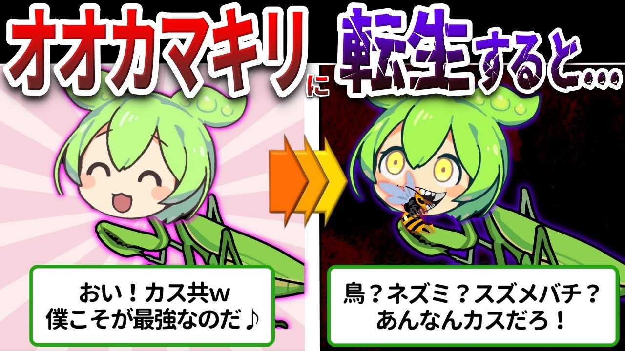 スズメバチや鳥までも捕食する！最強すぎるオオカマキリの強すぎる生態とは⁉【ずんだもん&ゆっくり解説】