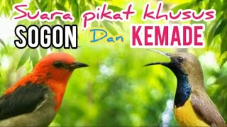 Suara Pikat Burung SOGOK ONTONG DAN KEMADE/Cabean Paling Ampuh