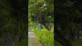 plants - nature ?? - outdoor - silent vlog - calming
