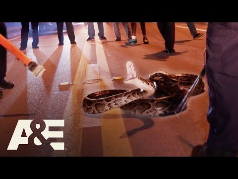 “It’s HUGE!” – Police Wrangle 80-LB Python & Bag It On Busy Road | Live PD: Florida Heat | A&E