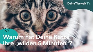Warum Hat Deine Katze Ihre Wilden 5 Minuten?