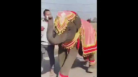 #viral #vedio #Eliphant #dance