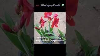 Bunga Amarilis Kadang Disebut Bunga Desember Atau Bunga Hujan amarilis bungahias bungadesember