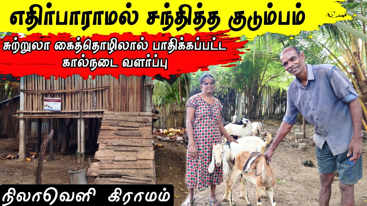 சுற்றுலாவினால் பாதிக்கப்பட்ட கால்நடை வளர்ப்பு #srilanka #nilaveli