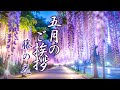 【５月の挨拶動画】藤の花の癒しをラインで送る初夏の挨拶動画