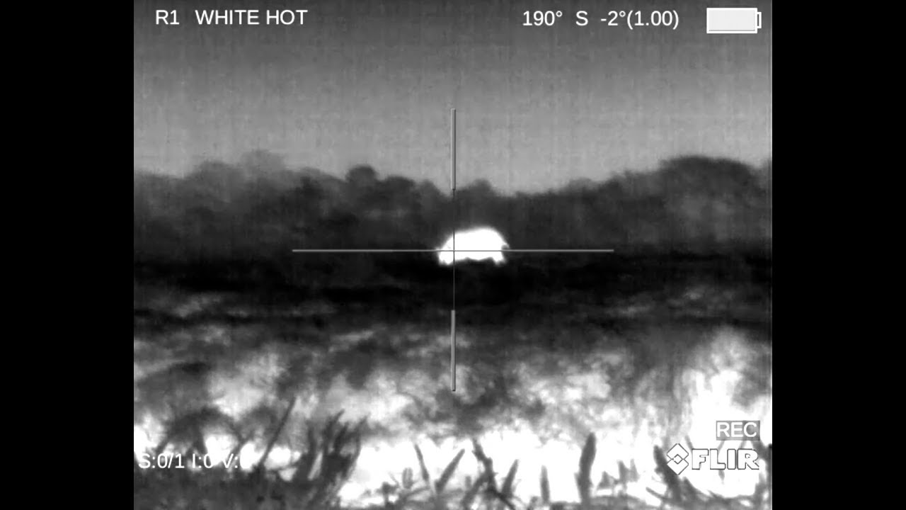 Flir "Thermal" Hog hunt for family in need. {Catch n' Cook} YouTube