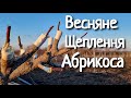 Щеплення абрикоса весною. Копуліровка в приклад.